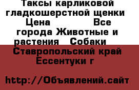 Таксы карликовой гладкошерстной щенки › Цена ­ 20 000 - Все города Животные и растения » Собаки   . Ставропольский край,Ессентуки г.